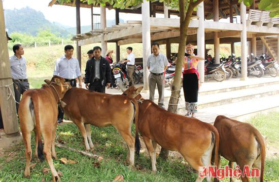 Tập kết bò về ủy ban nhân dân xã Xiêng My