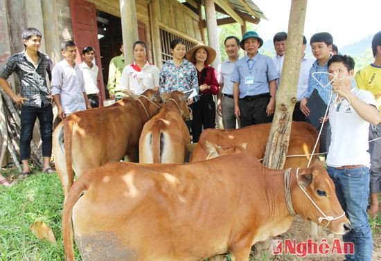 Đại diện Báo Nghệ An và lãnh đạo xã Xiêng My trao bò cho các hộ nghèo ở bản Đình Tài