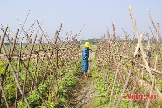 Chăm sóc đậu cô ve ở cánh đồng Bò Rò xã Nam Thành, Yên Thành