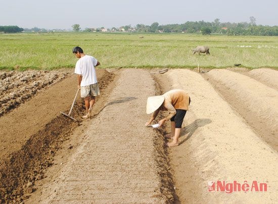 Làm đất gieo trỉa cà rốt ở Nam Thành, Yên Thành