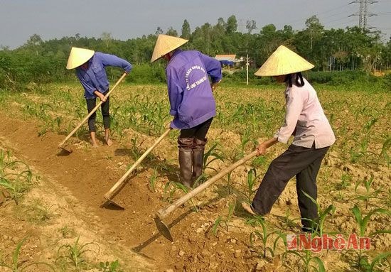 Chăm sóc ngô đông ở Nam Sơn, Đô Lương