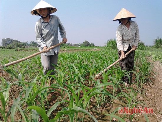 Chăm sóc ngô đông ở xã Thanh Lĩnh, Thanh Chương