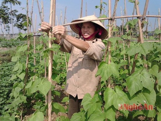 Đậu cô ve sắp cho thu hoạch ở Cát Văn, Thanh Chương