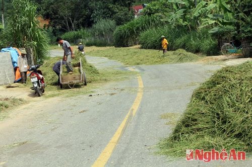 Trên đường Hồ Chí Minh, đoạn đi qua các xã Lạng Sơn (Anh Sơn), Nghĩa Hành (Tân Kỳ)... rất nhiều người dân đang phơi rơm, tiềm ẩn nguy cơ tai nạn rất cao.