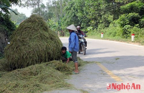 Và xe bò lốp để vận chuyển rơm ra quốc lộ để phơi.