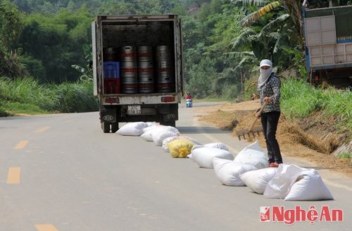 Ngoài rơm thì lòng đường còn được các hộ dân sử dụng để phơi lúa.