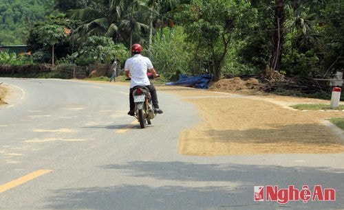 Việc phơi rơm, lúa trên lòng đường đang gây cản trở cho những người tham gia giao thông.