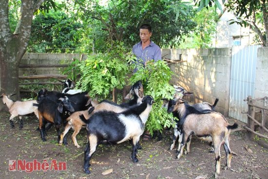 Chăn nuôi dê hàng hóa ở làng Sú.