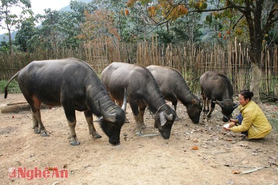 Chăn nuôi trâu trang trại của chị Lô Thị Thu.