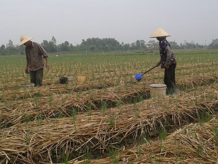 Nông dân Hải Dương chăm sóc hành sau trồng