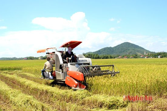 Trên cánh đồng 