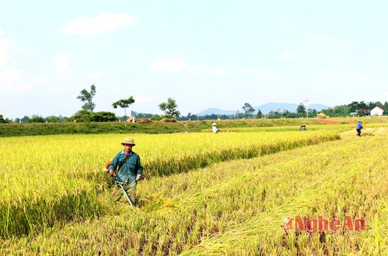 Bên cạnh đó, nhiều hộ dân vận dụng sự tiện ích của máy cắt cỏ để gặt lúa