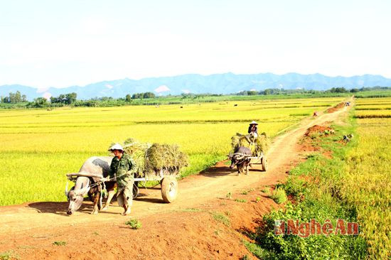 Đưa lúa về nhà