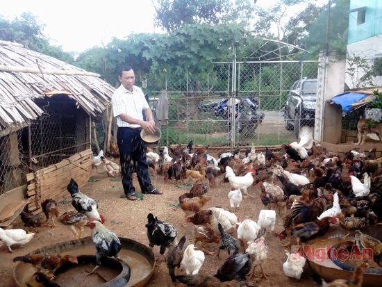 Mô hình nuôi gà thả vườn ở khối 10, Thị trấn Quỳ Hợp.Ảnh: phan giang