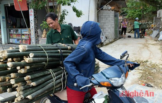 Hàng ngày có đội ngũ vào rừng lấy giang về bán cho người dân thôn Trường để chẻ mỏng làm nên những chiếc chổi truyền thống.