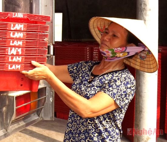 Chị Ngô Thị Não vận chuyển khay nhựa lên xe để ra cảng Lạch Quèn (Quỳnh Lưu) thu mua hải sản.