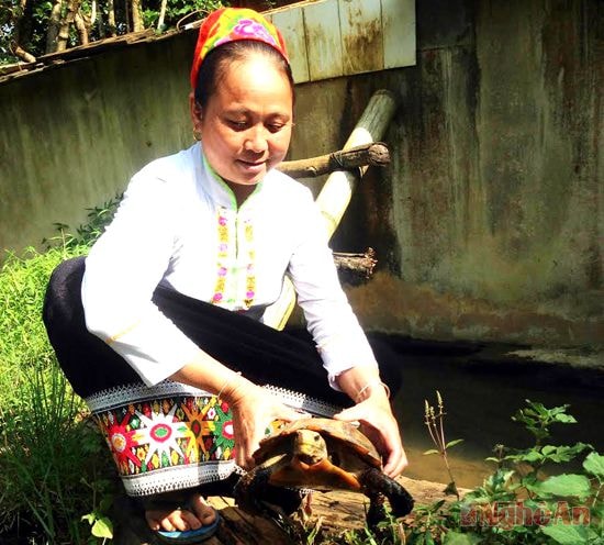 Chị Lương Thị Châm chăm sóc  rùa mỏ vẹt.