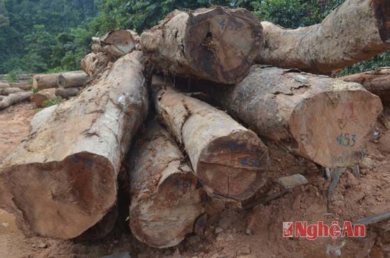 Các cây gỗ tại bãi tập kết đều là gỗ thuộc nhón 6 - 7 vàcó số bài cây và số hiệu lý lịch.