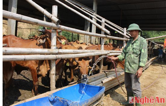 Chăm sóc đàn bò hiện nay là công việc khá khó khăn đối với đội ngũ nhân viên ở Tân Kỳ khi chưa hiểu tập tính của đàn bò Úc.  Được biết mỗi ngày đàn bò có thể ăn hết gần 40 triệu đồng tiền thức ăn