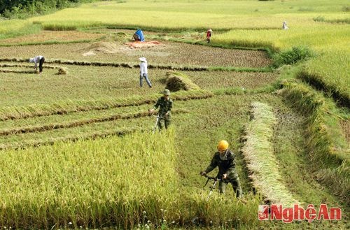 Trong những ngày này thời tiết khá thuận lợi, bà con ở nhiều xã trên địa bàn huyện Tương Dương rủ nhau xuống các thửa ruộng bậc thang thu hoạch lúa.