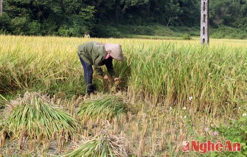Vốn là huyện miền núi, hầu hết là ruộng bậc thang vì thế bà con phải gặt bằng tay, không thể đưa các máy gặt lớn như các huyện đồng bằng