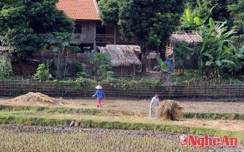 Dùng xe rùa chở rơm đi phơi, chờ đến ngày khô để chở về nhà cho đàn trâu ăn trong những ngày mùa đông giá rét.