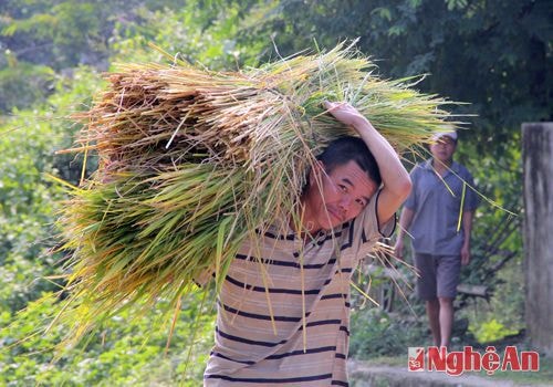 Mang rơm tươi về nhà cho cho trâu.
