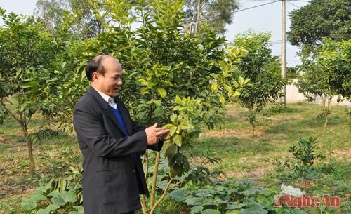 Cam giống mới được trồng tại công ty.