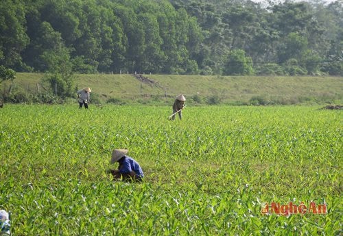 Cánh đồng ngô vụ đông