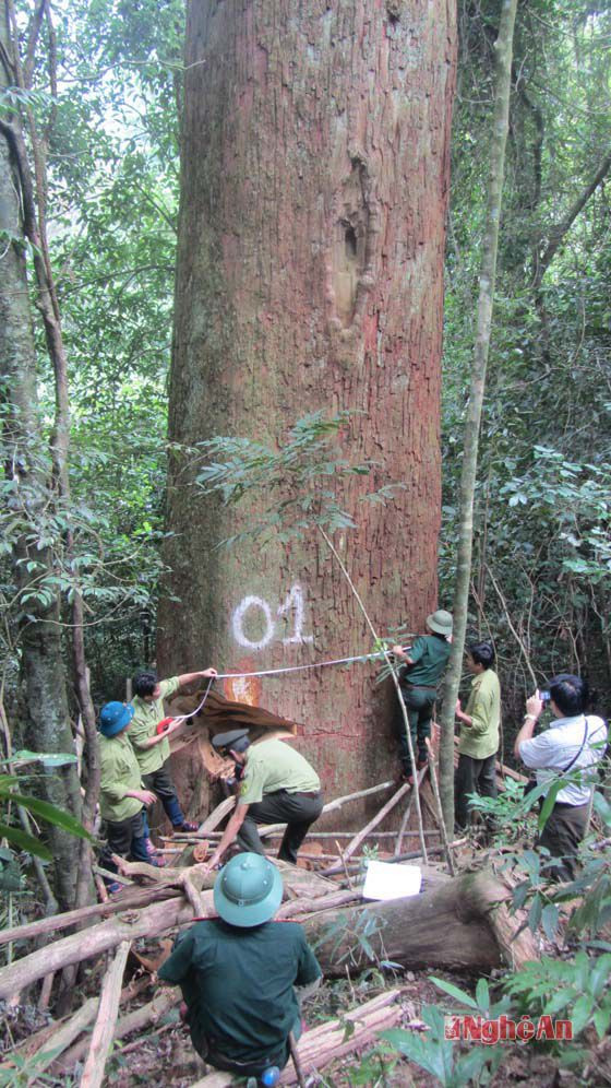Một trong 3 cây Sa mu dầu thuộc rừng đặc dụng Pù Hoạt  bị các đối tượng sát hại.