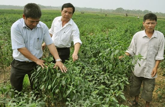 Kiểm tra hiệu quả mô hình trồng ớt trên đất bãi tại xã Nghĩa Thắng (Nghĩa Đàn). Ảnh: Hữu Nghĩa