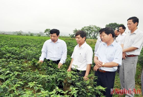 Nhờ làm tốt công tác dân vận mà nhiều mô hình kinh tế mới được đưa vào sản xuất trên đồng ruộng Yên Thành (Ảnh: Lãnh đạo tỉnh và huyện thăm mô hình sản uất ớ xuất khẩu ở xã Nam Thành