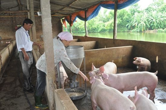 Trang trại chăn nuôi của bà Nguyễn Thị Cầu ở xóm Phú An, Tây Hiếu  (TX. Thái Hòa).