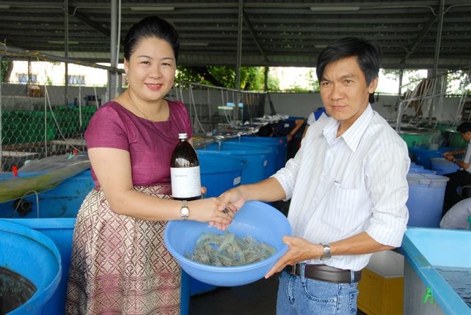 Nuôi tôm thẻ bằng thảo dược đạt tỷ lệ sống từ 70-80%.