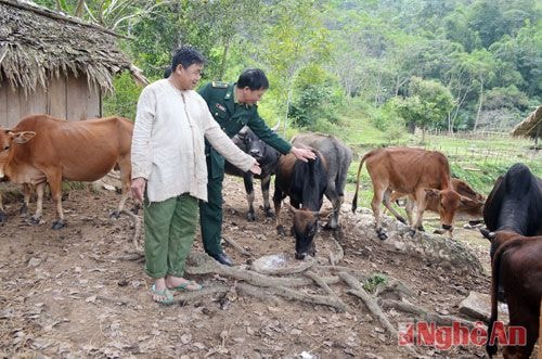 Mô hình chăn nuôi bò mang lại hiệu quả kinh tế cao của nông dân xã Tri Lễ, huyện Quế Phong.