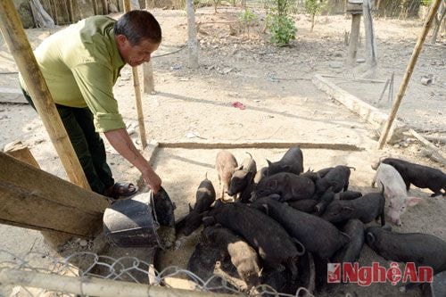 Phát triển chăn nuôi giống lợn đen đã giúp nhiều hộ dân ở huyện Tương Dương thoát nghèo. Ảnh Sỹ Minh