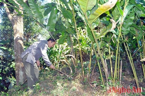Mô hình trồng cây bobo dưới tán rừng của nông dân Kỳ Sơn