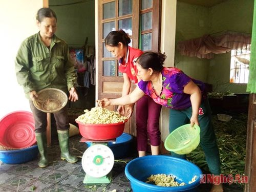 Thương lái thu mua tằm thương phẩm tại nhà người dân.