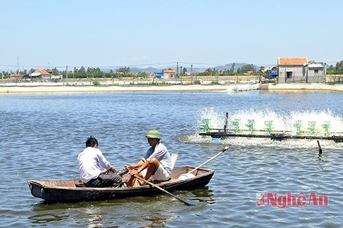 Nuôi tôm thâm canh tại xã Quỳnh Bảng (Quỳnh Lưu).Ảnh: Văn Hải 