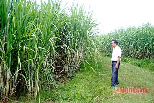 Vùng đất chuyển đổi từ lúa sang mía ở bản Còn, xã Châu Quang  đã sắp cho thu hoạch.