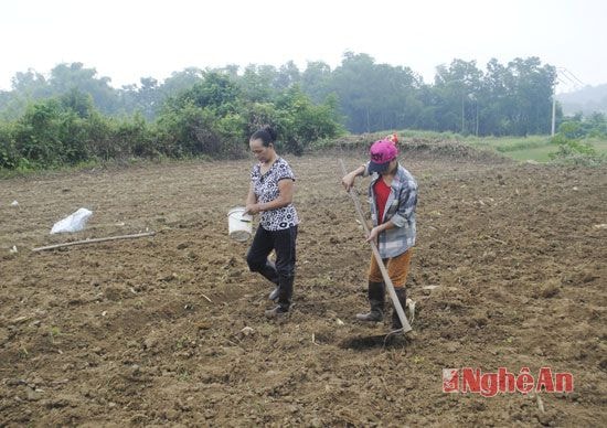 Nông dân Quì Hợp trỉa ngô