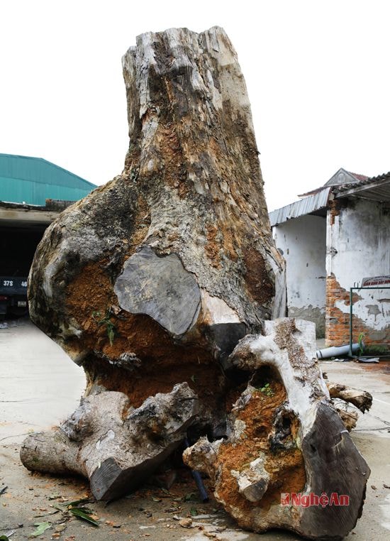 Gốc gù hương lúc còn nguyên khối