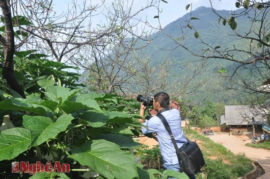 Phóng viên Báo Nghệ An “săn” cảnh hoa đào mùa Thu ở Tây Sơn (Kỳ Sơn).