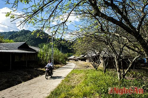 Hệ thống đường giao thông nội bộ ở bản Mường Lống 2 đã được bê tông hóa hoàn toàn