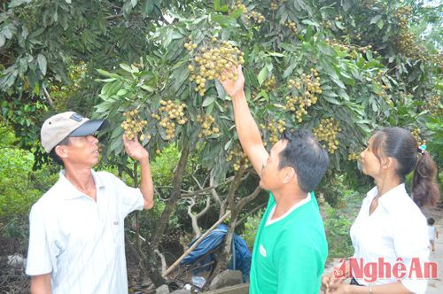 Nhờ được hỗ trợ nguồn vốn Ngân hàng CSXH, người dân xã Nam Lĩnh - Nam Đàn phát triển mô hình trồng cây ăn quả