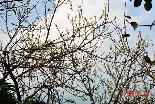 Hoa đào nở giữa mùa Thu