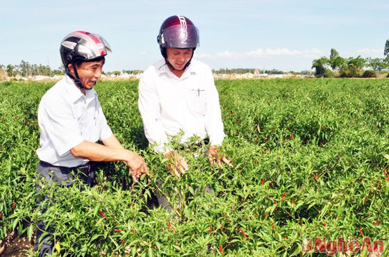 Thông qua học tập Chỉ thị 03 của Bộ Chính trị gắn với các chuyên đề hàng năm, ý thức trách nhiệm đối với chức trách, nhiệm vụ của cán bộ, công chức được nâng cao (Trong ảnh: Lãnh đạo xã Hùng Tiến trực tiếp kiểm tra hiệu quả sản xuất cây ớt của địa phương)