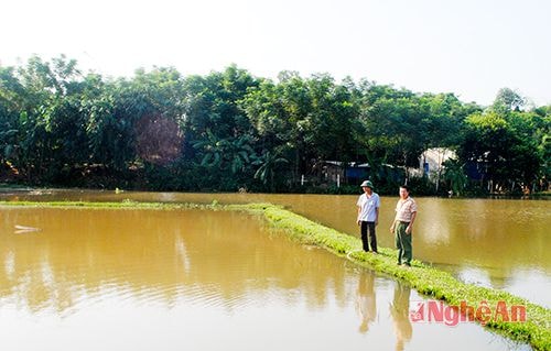 Ruộng cá vụ ba của ông Nguyễn Quế Chính ở xóm Văn Yên, xã Văn Thành (Yên Thành). 