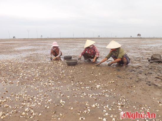Nắng nóng làm cho ngao bị chết ở Quỳnh Lưu. ảnh Việt Hùng (ảnh minh họa)
