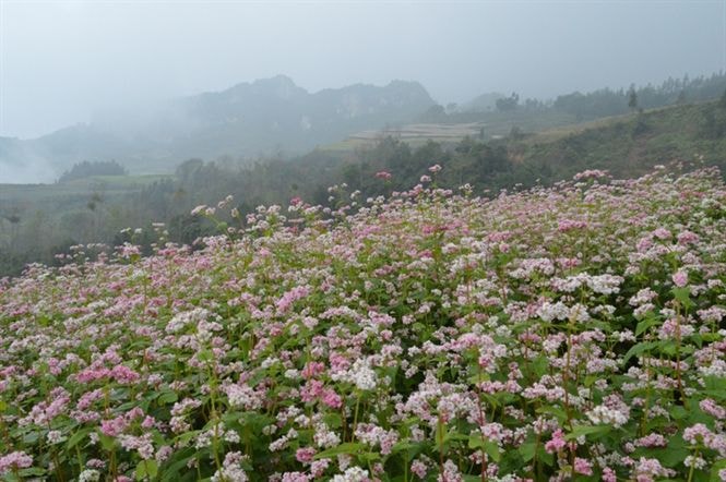 Một cánh đồng hoa tam giác mạch tại Đồng Văn.